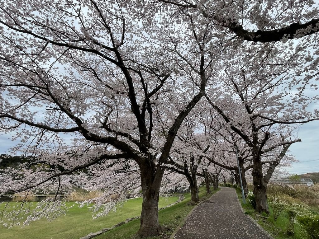 🌳 소리마치의 숲 공원(소리마치노모리 코엔) 이미지 3